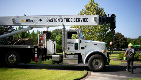 Home - Collins Tree Service Gainesville