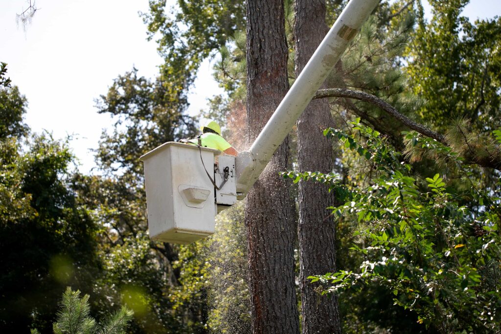 A tree surgeon (International Society of Arboriculture-certified arborist) trimming a tree in a bucket truck