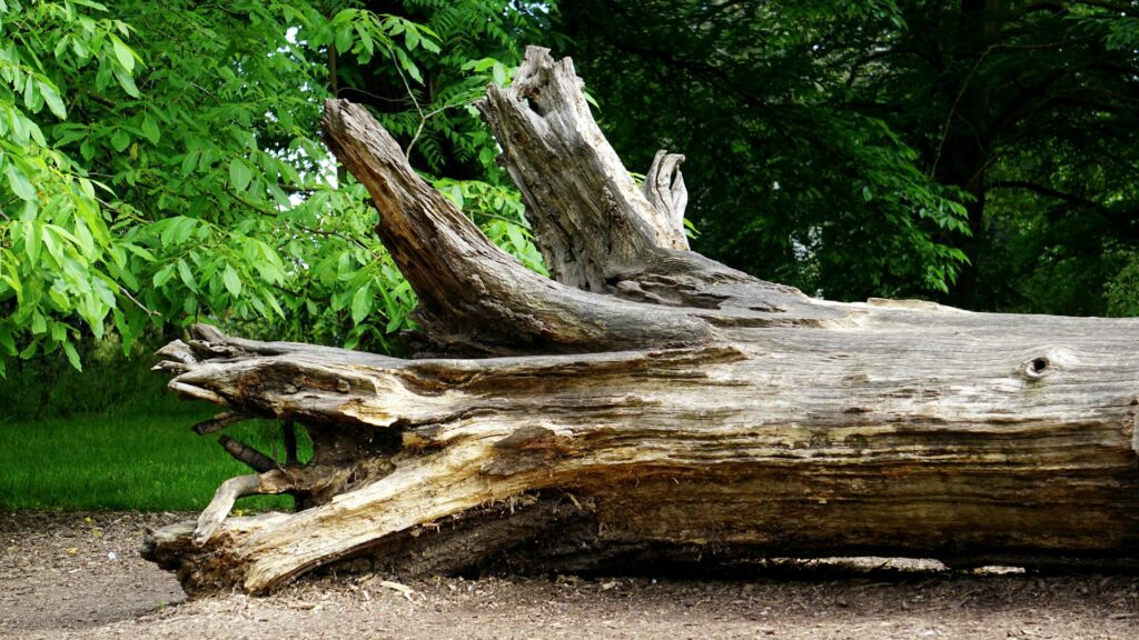 A large, fallen tree trunk lies on the ground. The tree is weathered and partially decayed, with jagged, broken branches protruding from its main trunk.